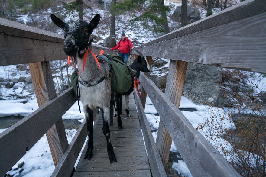 Pack goat breeder Ann Summerton on a trail in Montana's Bitterroot Mountains with her goats, Bannack and Joker. Goats are affordable, easy to care for, and a full-grown male can carry about 70 pounds.