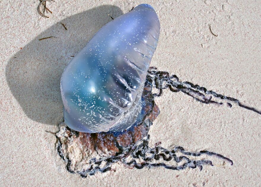 A Portuguese Man-of-War, washed up on a beach on San Salvador Island in the Bahamas.