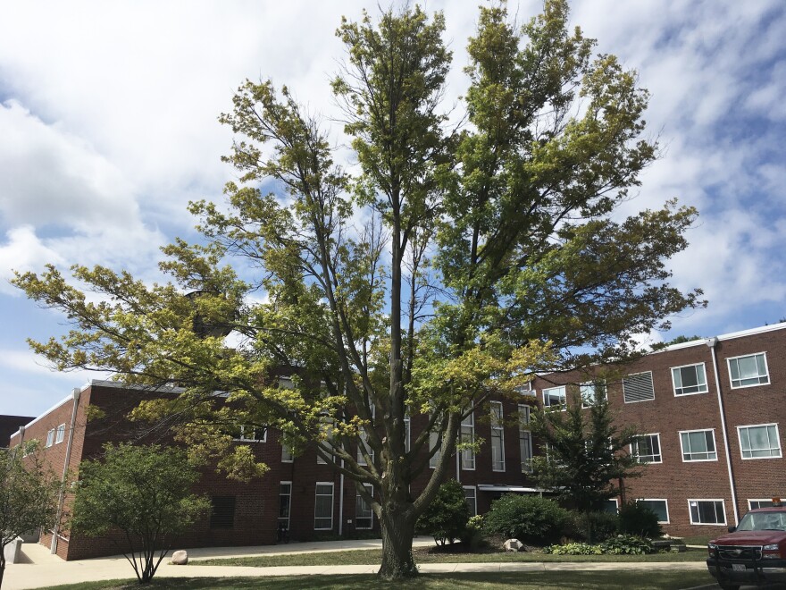 Tree with oak wilt at ISU