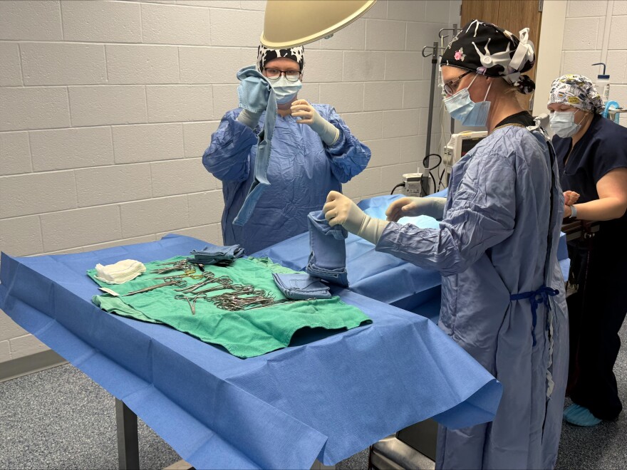 MSU veterinary sciences instructors and students perform various surgeries at the University Farm.