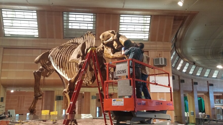 Workers slid both tusks out and are preparing to remove the head.