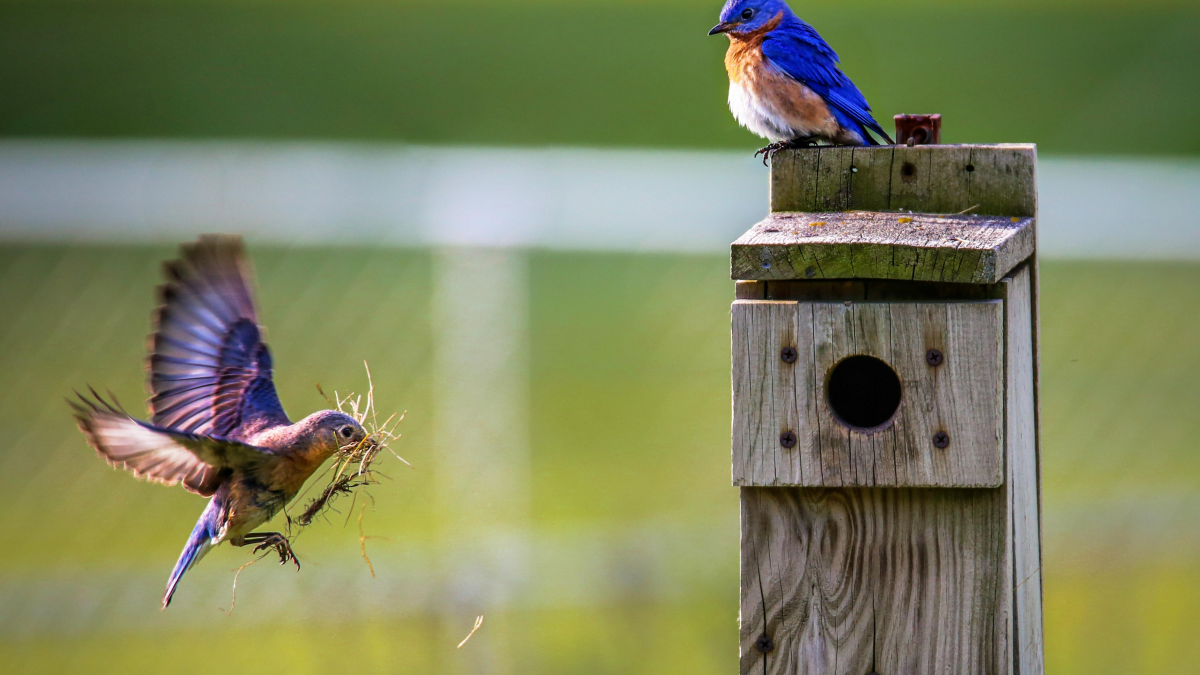 Eastern Bluebird