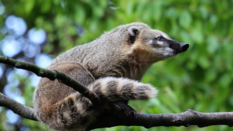 Coatis have been observed eating fruit dropped by monkeys living in trees above them.