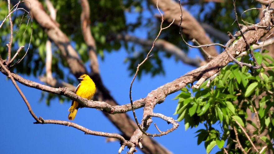 A yellow bird sits on a tree branch