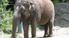 Bamboo, one of two elephants at Woodland Park Zoo, will be leaving with Chai.