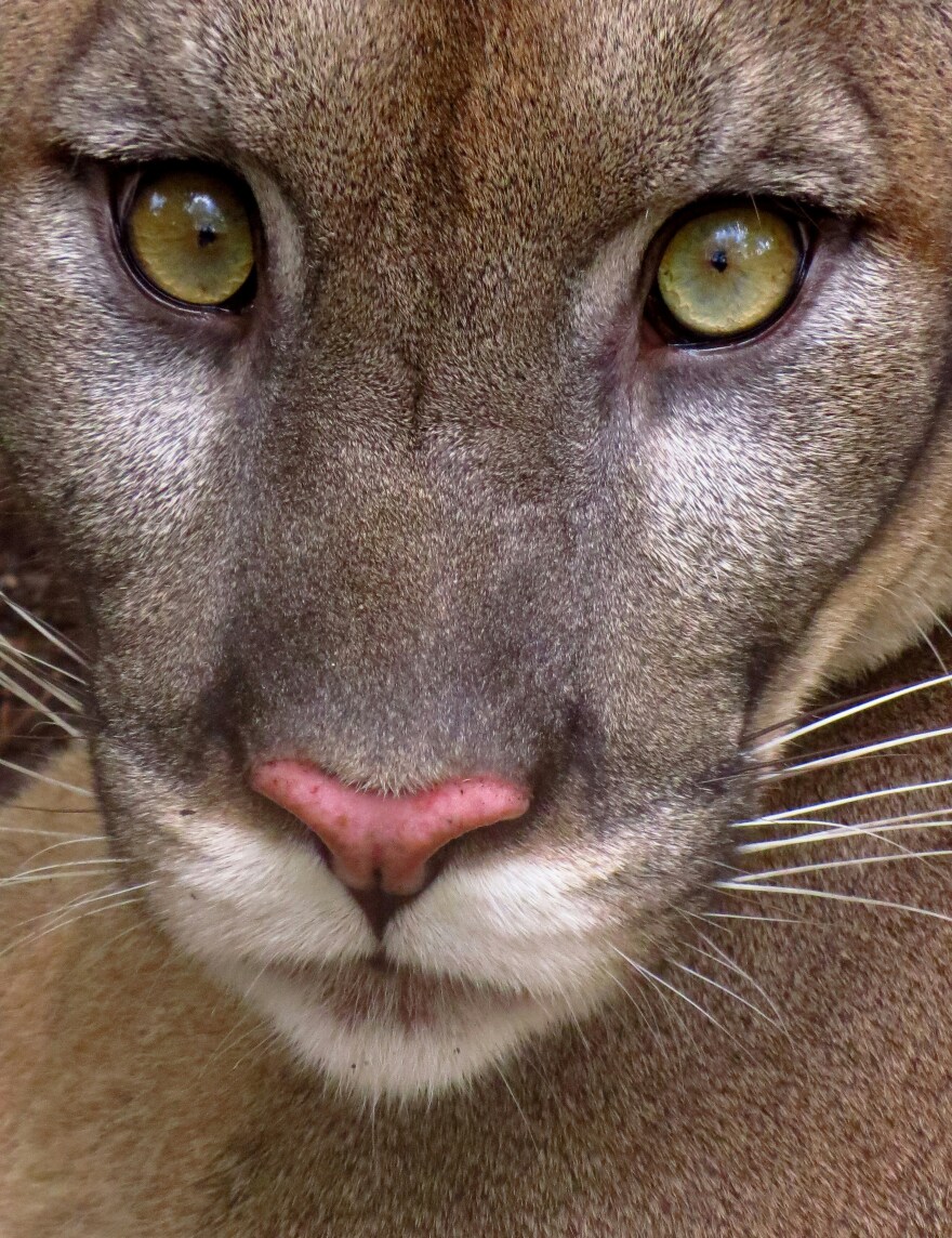 A Florida panther.