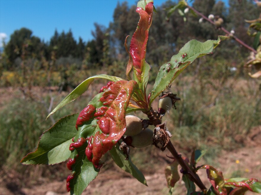 Peach leaf curl.