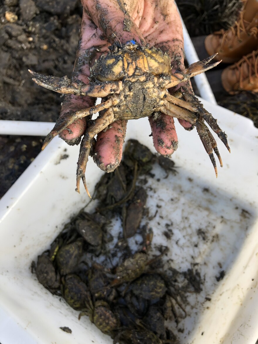 A crab dug up by students in the Gulf of Maine Field Studies class at Kennebunk High School in Cape Porpoise in September.