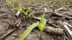 corn plans sprouting in a field 