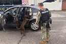 A dog helps screen a vehicle at the gate of Naval Station Norfolk in mid-March. The dogs are trained to detect explosives, narcotics, and other prohibited items.