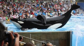 Tilikum, a 6-ton orca who has killed two of his SeaWorld trainers, is the main subject of <em>Blackfish,</em> a documentary that describes itself as "a psychological thriller with a killer whale at its center."