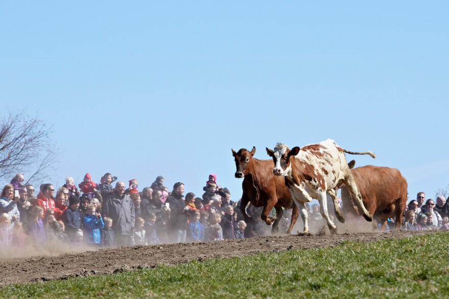 A Danish organic food group says there's a direct correlation between the event's popularity and the organic industry's success in the country.