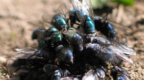 Chemical weapons are hard to detect because they can break down quickly. But blow flies — that are constantly “tasting” their environment to find a good habitat for their offspring — can help.