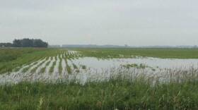 Many farm fields, like this one in northern Indiana, have been swamped by heavy rains this summer.
