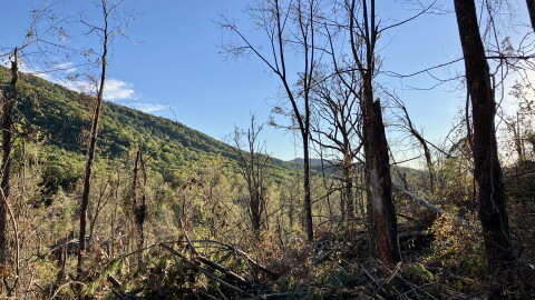 Asheville mountains