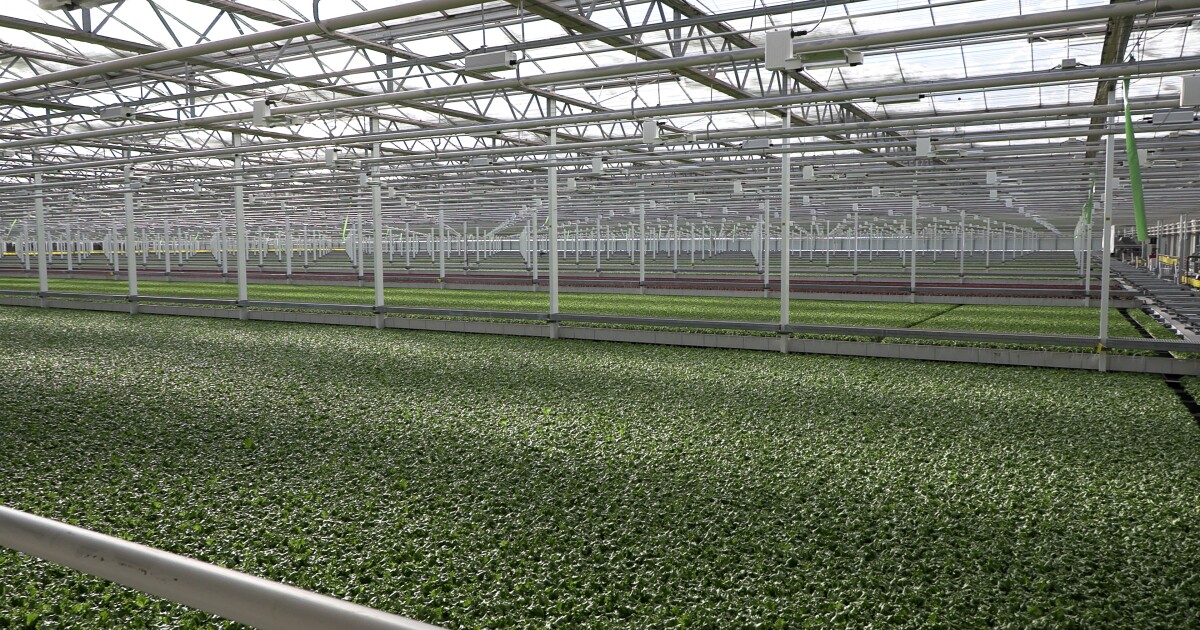 PLANT PEOPLE: Little Leaf Farms in Carbon Co. provides fresh, sustainably grown lettuce to East Coast