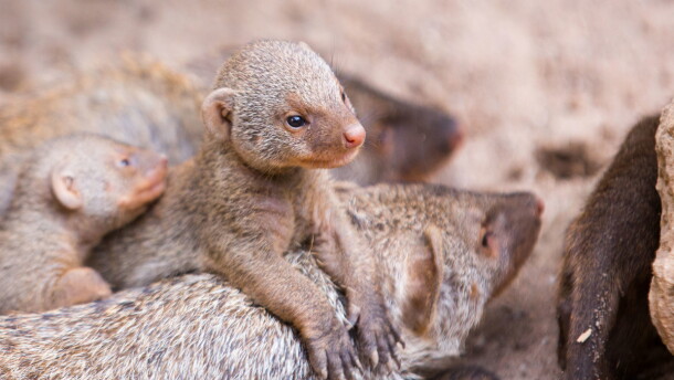 Mothers in groups of mongooses give birth at the same time, removing typical parenting cues.