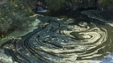 Photo of yellow pollen.
