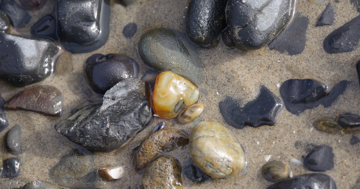 Oregon Beach Monitoring Program set to resume in May