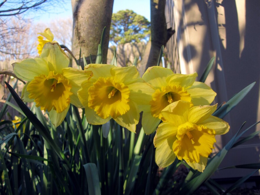 daffodils