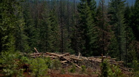 Cut down trees are visible at the site of a timber sale in the Tahoe National Forest, June 6, 2023, near Camptonville, Calif.