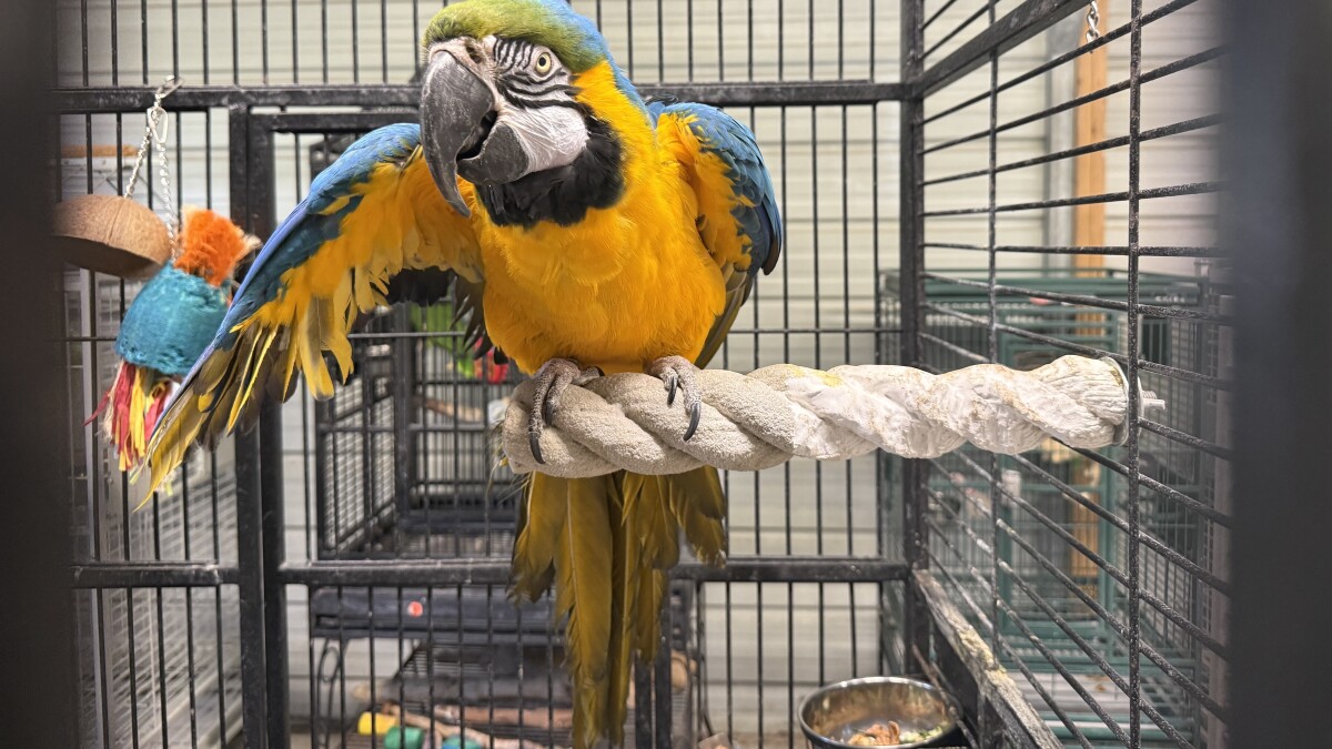 A Virginia parrot rescue — and its dozens of birds — scramble to find new home