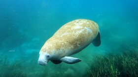 A manatee swims in the clear waters of the Silver River in Ocala, Fla. (File/Fresh Take Florida)