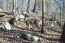 A female white-tailed deer is in the center of the frame, with trees and large boulders around her. Her head is turned so that she is looking back, but otherwise our view is of the side of her body.