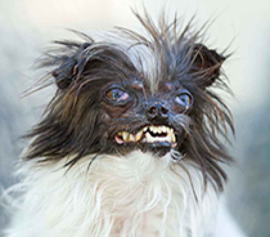 Peanut, world's ugliest dog