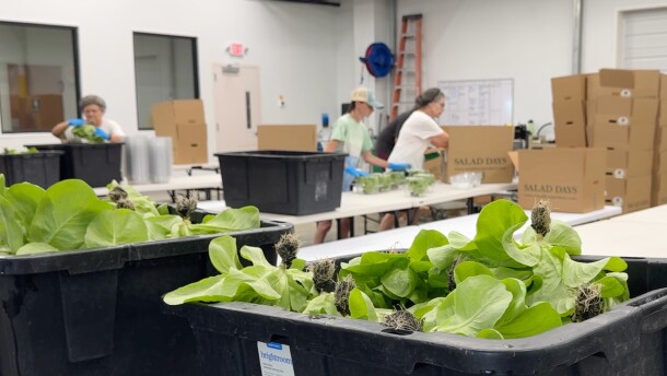 This image made from video shows bins of lettuce heads on a conveyor belt as Salad Days employees box them for distribution Friday, July 31, 2026, in Flora, Miss. (AP Photo/Sophie Bates)