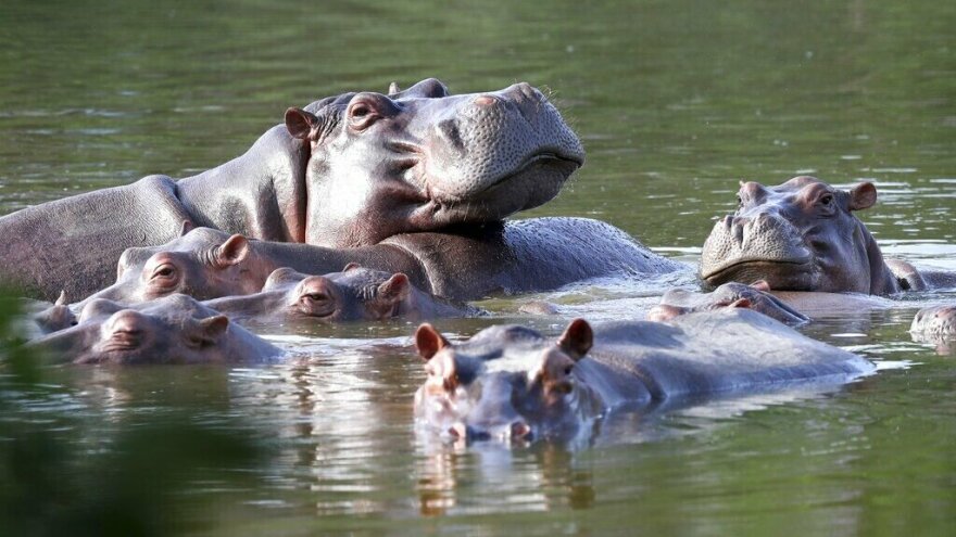 Hippos float in the lake in 2021 at Hacienda Napoles Park, once the private estate of drug kingpin Pablo Escobar, in Puerto Triunfo, Colombia. He imported three female hippos and one male hippo decades ago. It's believed that there are now more than 100 in the area, and that they pose a threat to the local ecosystem.