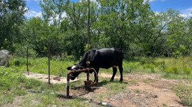 A cow stands next to a non-producing oil well in Caldwell County, Texas. Gas was venting out of the well even though oil is not being produced.