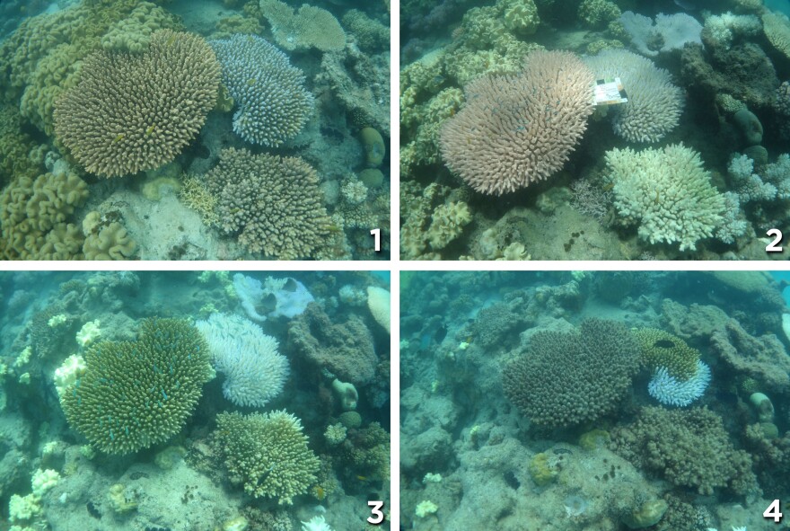 Photo (1), taken in Dec. 2015 shows healthy coral near Lizard Island. The coral in photo (2) from March is bleached. In April, as shown in photo (3), algae begin to grow on the coral. Finally, in photo (4) from May, you can see heavy algal overgrowth.