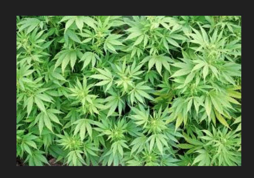 Cannabis News Florida - Home - Facebook