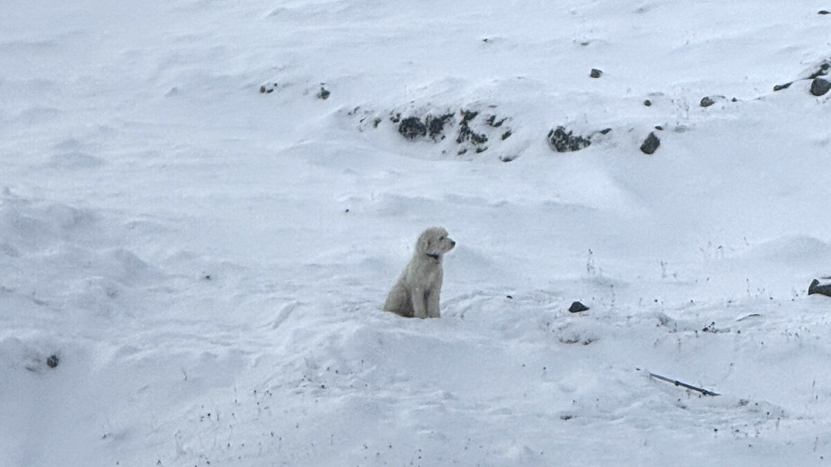‘Oh my god, there she is': Alaska pilot describes finding dog lost after avalanche