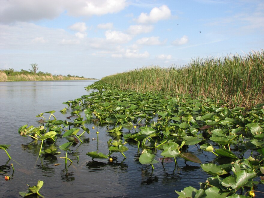 Florida Everglades plants and water