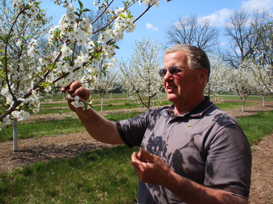Mike Van Agtmael grows tart cherries on his farm near Hart, Mich.
