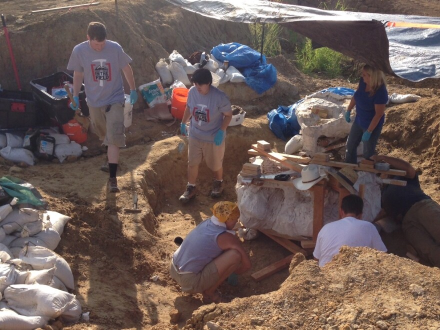 After the bones were unearthed, paleontologists prepared them to be shipped to the Perot Museum in Dallas, carefully wrapping them in toilet paper, wet plaster strips and burlap wrap.