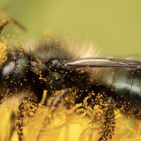 All photos courtesy of Rent Mason Bees. All rights reserved.