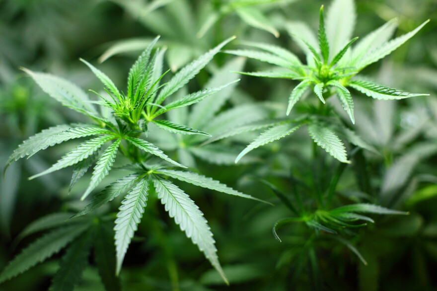 Marijuana Seedling