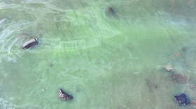 Blue green algae bloom on the Gile Flowage in Iron County