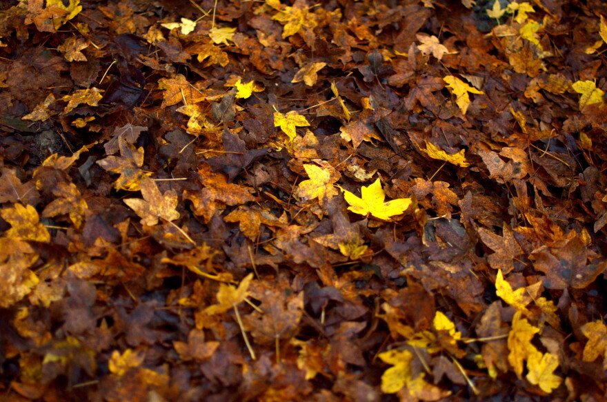 Fall leaves on ground