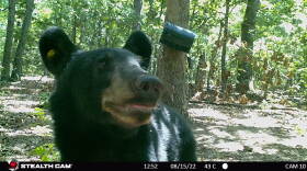A black bear in Oklahoma gets a close-up on a trail camera.
