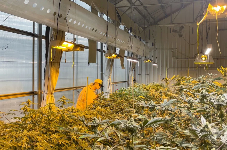 Stoney Branch Farms co-founder Anna Ward looks at a hemp plants in its late growing stages before it gets harvested, after which it will get processed, packaged and sold directly from the farm.