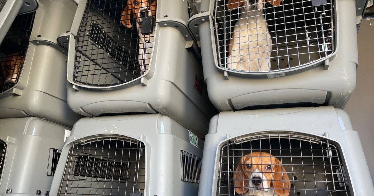 Beagle Rescue Pac Animal rescue groups across the U.S. band together to rescue 4,000 beagles