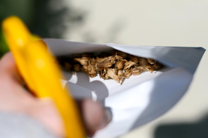 Seeds sit in a small white envelope.