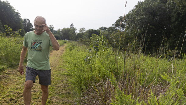 A man in glasses, a light green shirt and gray shorts walks down a path cut through tall green grasses. He's looking down and touching his head. 