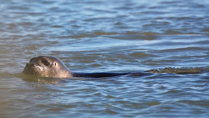 An Atlantic harbor seal swimming in Hampton Roads.