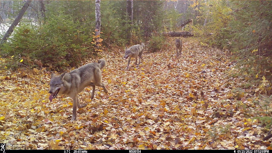 Three wolves walk through the woods in Michigan's Upper Peninsula on January 23, 2022.