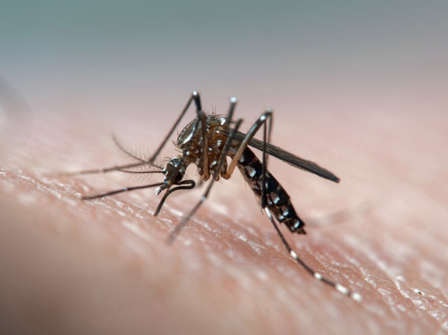 Disease vector mosquito known for dengue, yellow fever and zika virus